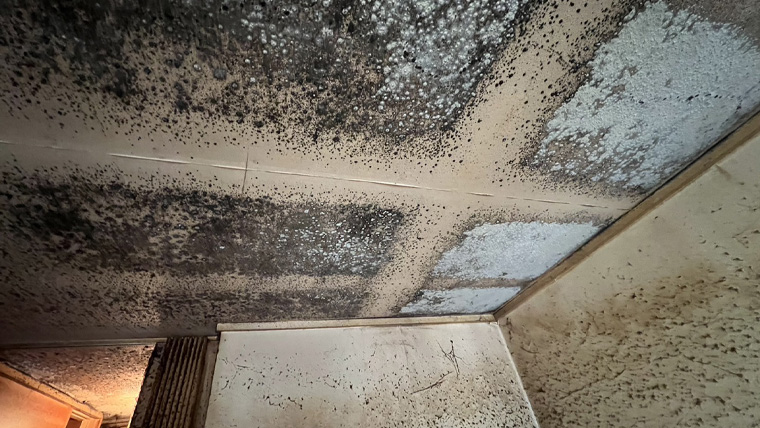 神奈川県川崎市のアパートのユニットバスで黒カビ被害にあった部屋のカビ除去施工事例の作業前天井の様子