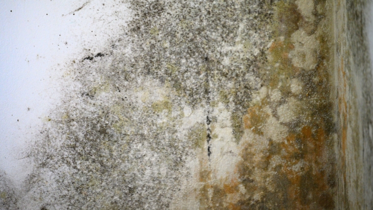 壁の表面に黒カビが発生している状態を写した写真