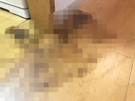 【東京都大田区】特殊清掃の施工事例|2週間発見されなかった孤独死現場の原状回復とは? Before