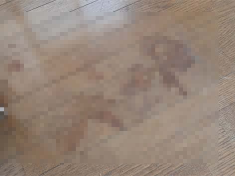 布団から大量の蛆虫が出てきた孤独死現場の特殊清掃【東京都大田区】 Before