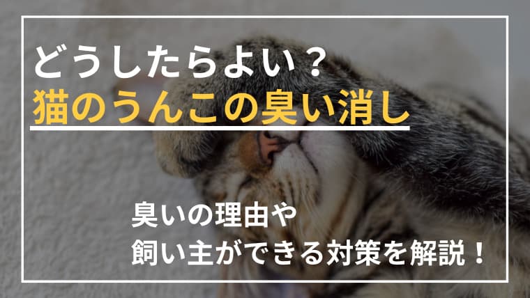 猫のうんこの臭い消しはどうすればよい?臭いの理由も解説