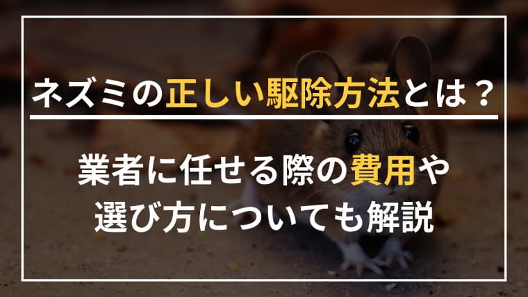 ネズミの正しい駆除方法とは?業者に任せる際の費用や選び方についても解説