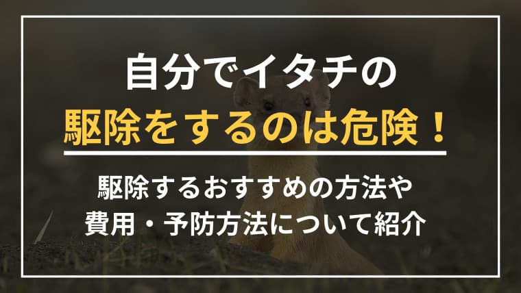 自分でイタチの駆除をするのは危険!駆除するおすすめの方法や費用・予防方法について紹介