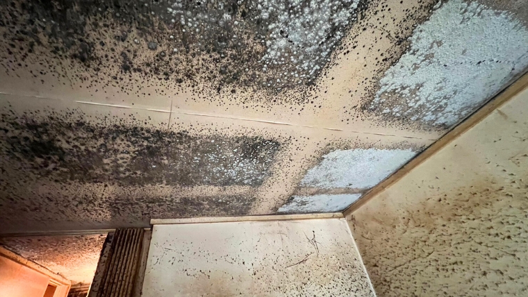自社スタッフが撮影した賃貸物件の天井。黒カビが天井面・壁面の広範囲に密集して繁殖した実際の現場写真