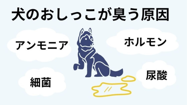 犬のおしっこがフローリングで臭う原因とは？