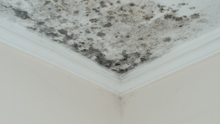 壁紙（クロス）や天井に発生したカビの掃除方法を解説するバナー。素材を傷めずに高い場所のカビを安全に除去する手順を提示。