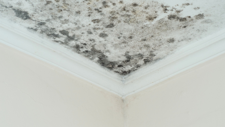 壁紙にカビが生える主な原因を解説するバナー。高湿度、結露、換気不足、ホコリなど、壁紙特有の繁殖条件を提示。