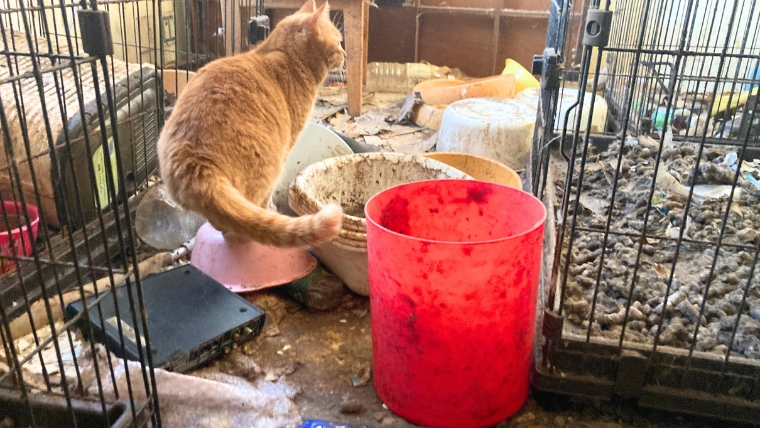 自社スタッフが撮影した猫の多頭飼育現場。ケージ内に猫砂・排泄物・ゴミが散乱し、退去時に臭い消しが必要な状態の実際の現場写真