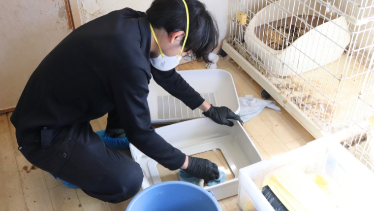 マスク・黒いゴム手袋・シューズカバーを着用した自社スタッフが、猫の多頭飼育現場でケージ横の猫トイレを実際に洗浄・除菌作業している様子