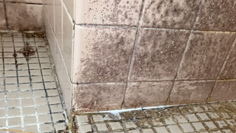 自社スタッフが撮影した浴室タイル。目地・壁面・床全体に黒カビと汚損が広範囲に蓄積した実際の現場写真