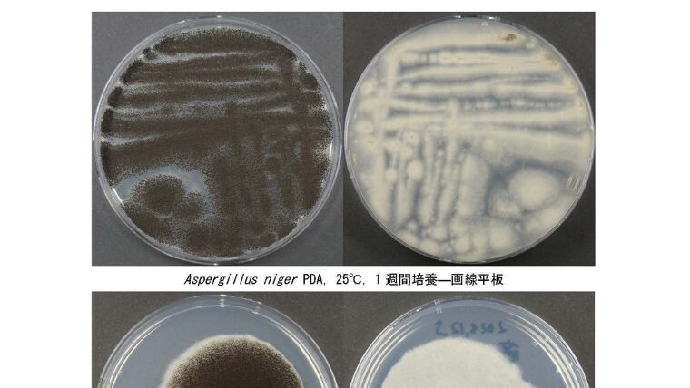 PDA培地に培養されたAspergillus nigerの一週間培養の写真