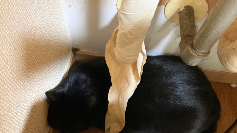 室内の角部分に猫の背中が写っている様子